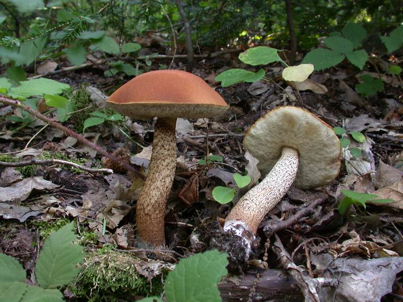 Leccinum pseudoscabrum